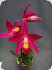 Cattleya Chian-Tzy Guiding CT Red Top